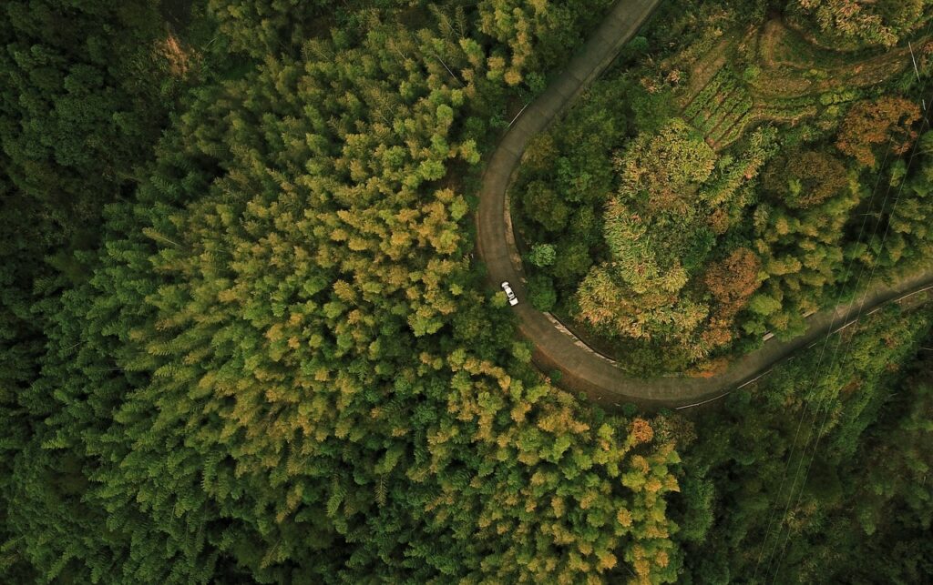 drone, nature, forest-4605203.jpg